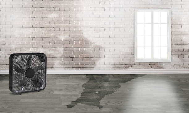 Best Local water damage restoration  in Stuart, FL